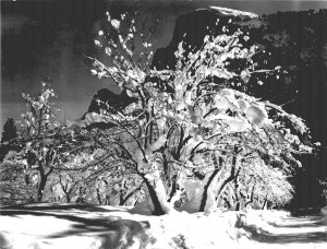 aau01 Half Dome Apple Orchard Yosemite